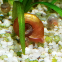 Planorbarius corneus red