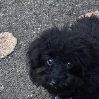 BARBONCINO TOY MASCHIO NERO 25cm