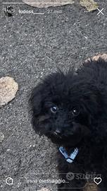 BARBONCINO TOY MASCHIO NERO 25cm