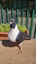 Colombi Triganini modenesi di vari colori gazzi