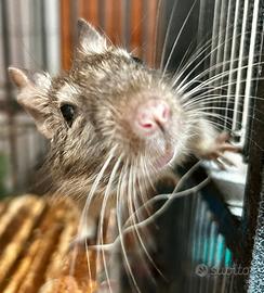 Cucciola degu del Cile mutazione blu