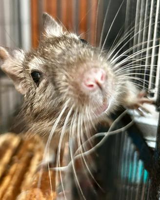 Cucciola degu del Cile mutazione blu