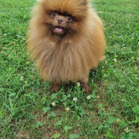 Volpino della Pomerania