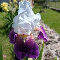 Bulbi Iris Germanico barbuto bicolore