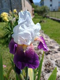 Bulbi Iris Germanico barbuto bicolore