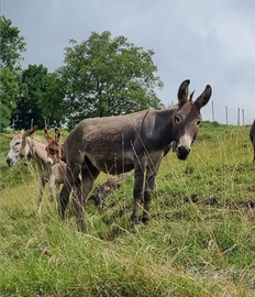 Asino di Due Anni