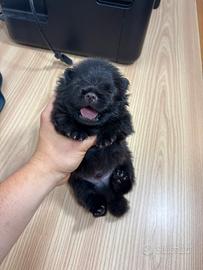 Volpino Pomerania cucciolo NERO PEDIGREE ENCI