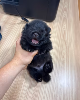 Volpino Pomerania cucciolo NERO PEDIGREE ENCI
