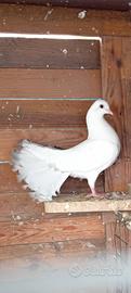 Colombe