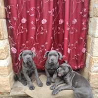 Cucciole cane corso