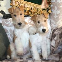 Fox terrier