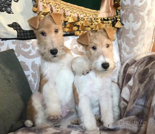 Fox terrier