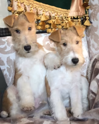 Fox terrier