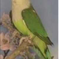 Agapornis canus inseparabile del Madagascar