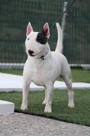 Bull terrier miniatura stallone