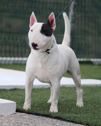 Bull terrier miniatura stallone