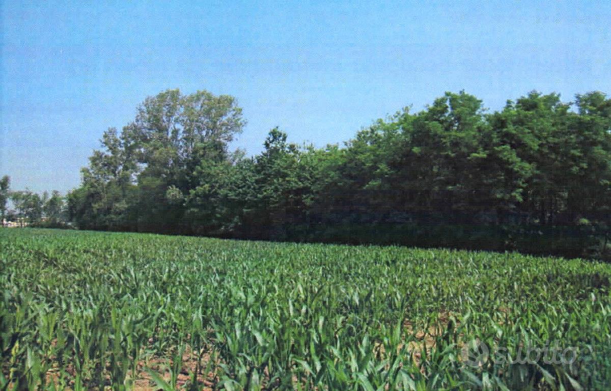 ROBECCO NAVIGLIO/CASSINETTA: Appezzamento di terre - Vista 3