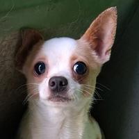 Chihuahua mix