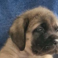 Cuccioli mastiff