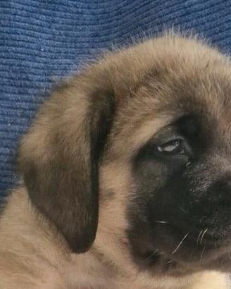Cuccioli mastiff