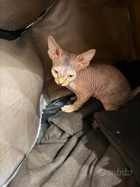 Splendide gattine Sphynx (canadian) NO PEDIGREE