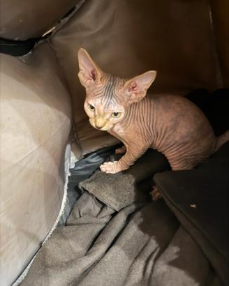 Splendide gattine Sphynx (canadian) NO PEDIGREE