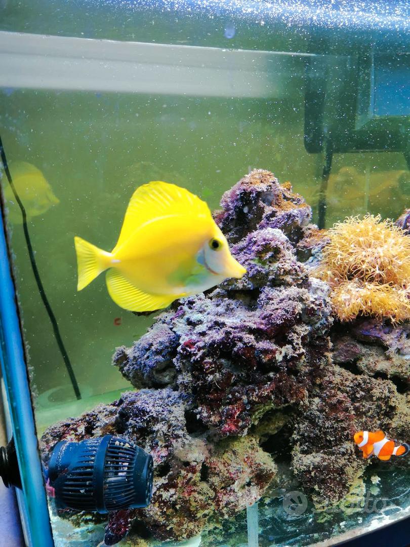 Acquario marino - Accessori per animali In vendita a Roma