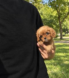 Cavalier King Charles Spaniel Ruby Taglia piccola
