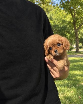 Cavalier King Charles Spaniel Ruby Taglia piccola