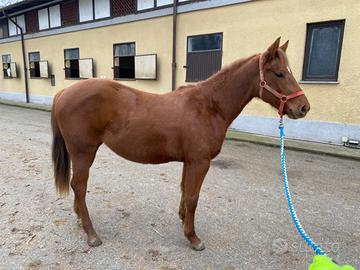 Vendita puledra quarter horse