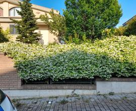 Villa bifamiliare vista mare con giardino. Vendita