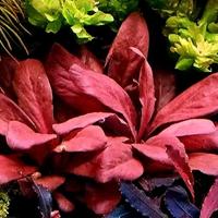 Samolus parviflours red