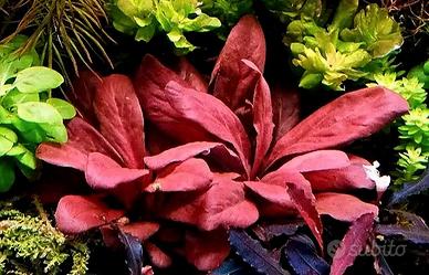 Samolus parviflours red