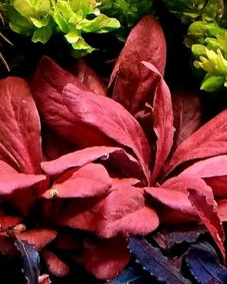 Samolus parviflours red