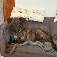 Cagnolino splendido in adozione