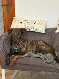 Cagnolino splendido in adozione