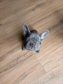 Cucciola lilac bulldog francese