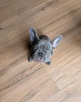 Cucciola lilac bulldog francese