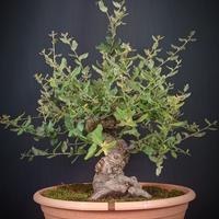 Quercia da Sughero (Quercus suber)