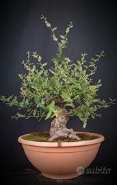 Quercia da Sughero (Quercus suber)