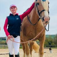 Femmina Gypsy Vanner taglia gigante