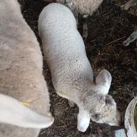 Vendita femmina incrocio suffolk