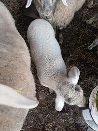 Vendita femmina incrocio suffolk