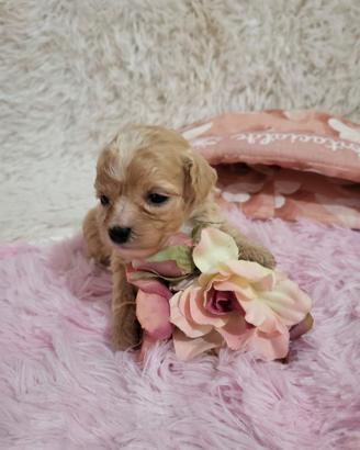Sunny cuccioli di maltipoo genitori visibili