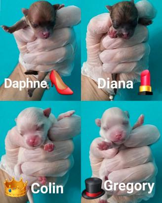 Cuccioli di Pomerania con pedigree ENCI