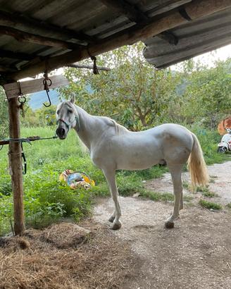 Cavallo