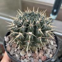 🌵Piante grasse cactus e succulente🌵