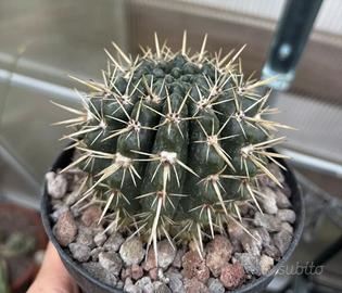 🌵Piante grasse cactus e succulente🌵