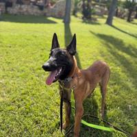 Pastore belga malinois