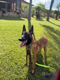 Pastore belga malinois